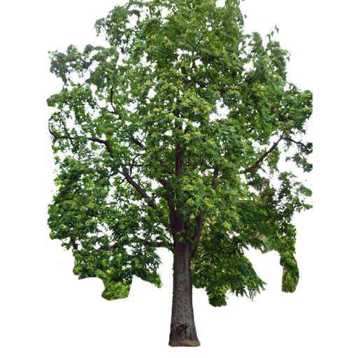 خرید نهال عرعر