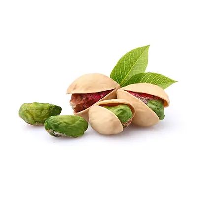 نهال پسته کله قوچی