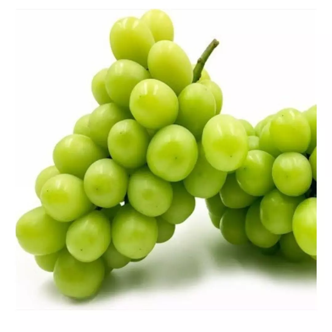 خرید نهال انگور موسکات سبز