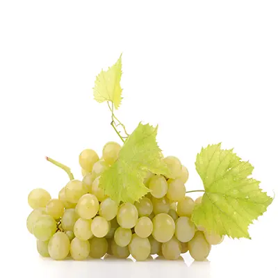 خرید نهال انگور کشمشی