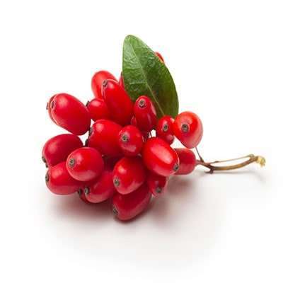 خرید نهال زرشک پفکی