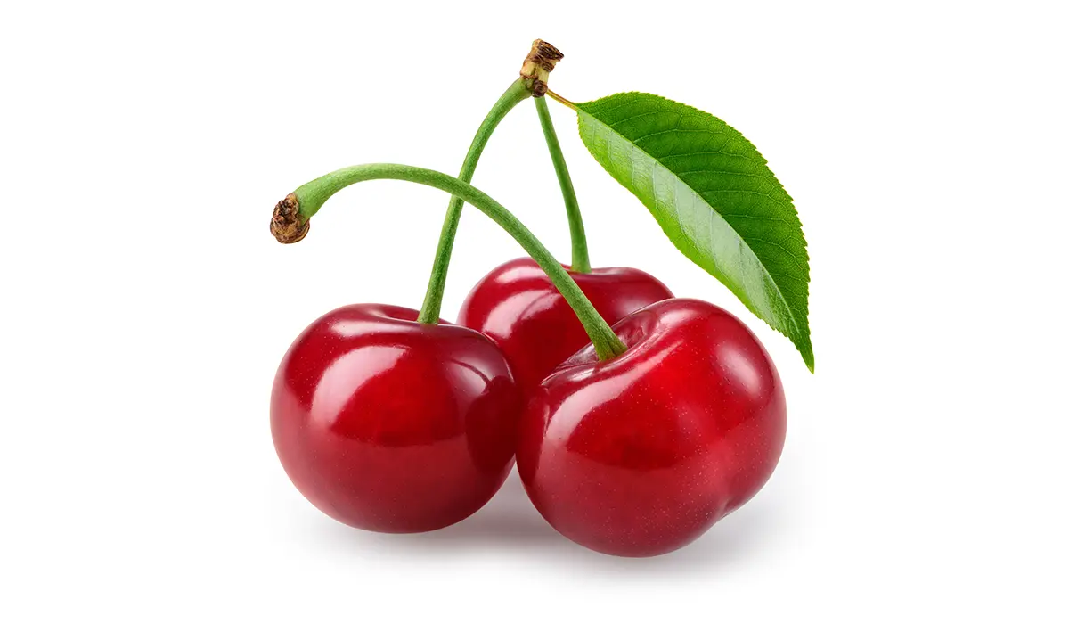 خرید نهال آلبالو گیسی