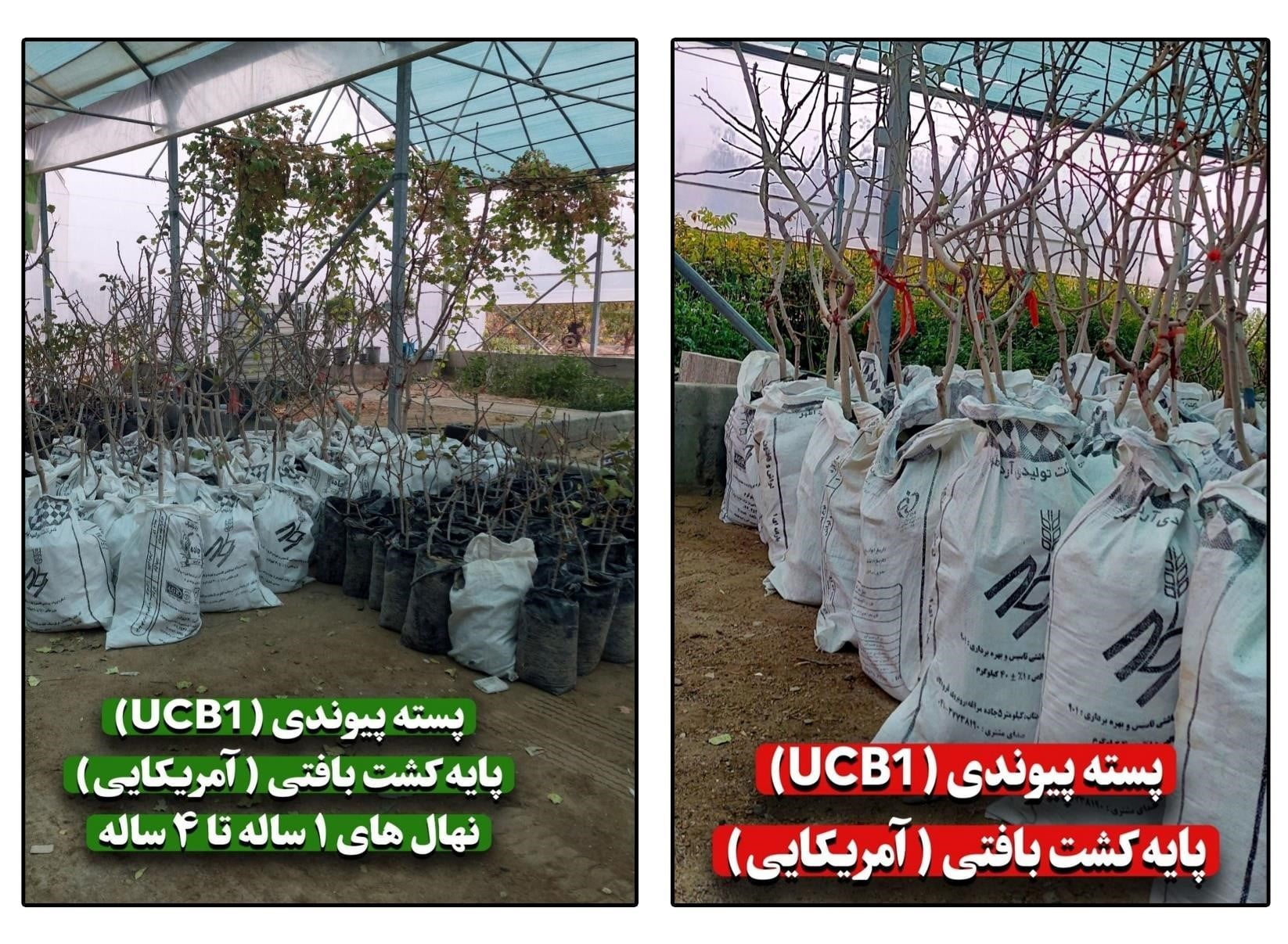 نهال پسته جایا