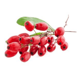 نهال زرشک جایا