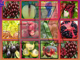 فروش نهال اصلاح شده پیوندی