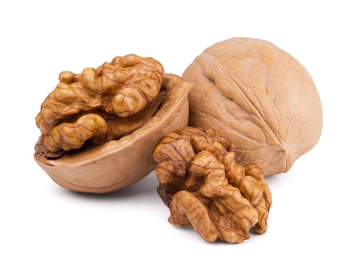خرید نهال گردو فرنور (پیوندی)