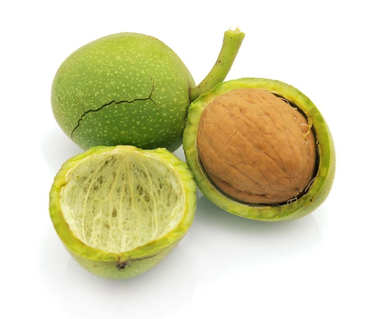 خرید نهال گردو فرانکت