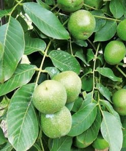 نهال گردو (پیوندی یا پایه رویشی)