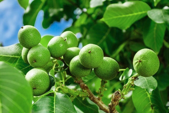 نهال گردو چیست ؟