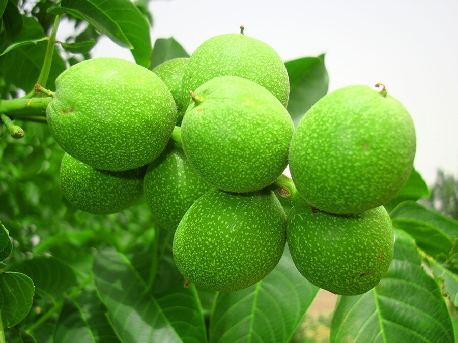 چگونه با نهال گردو به سود برسیم