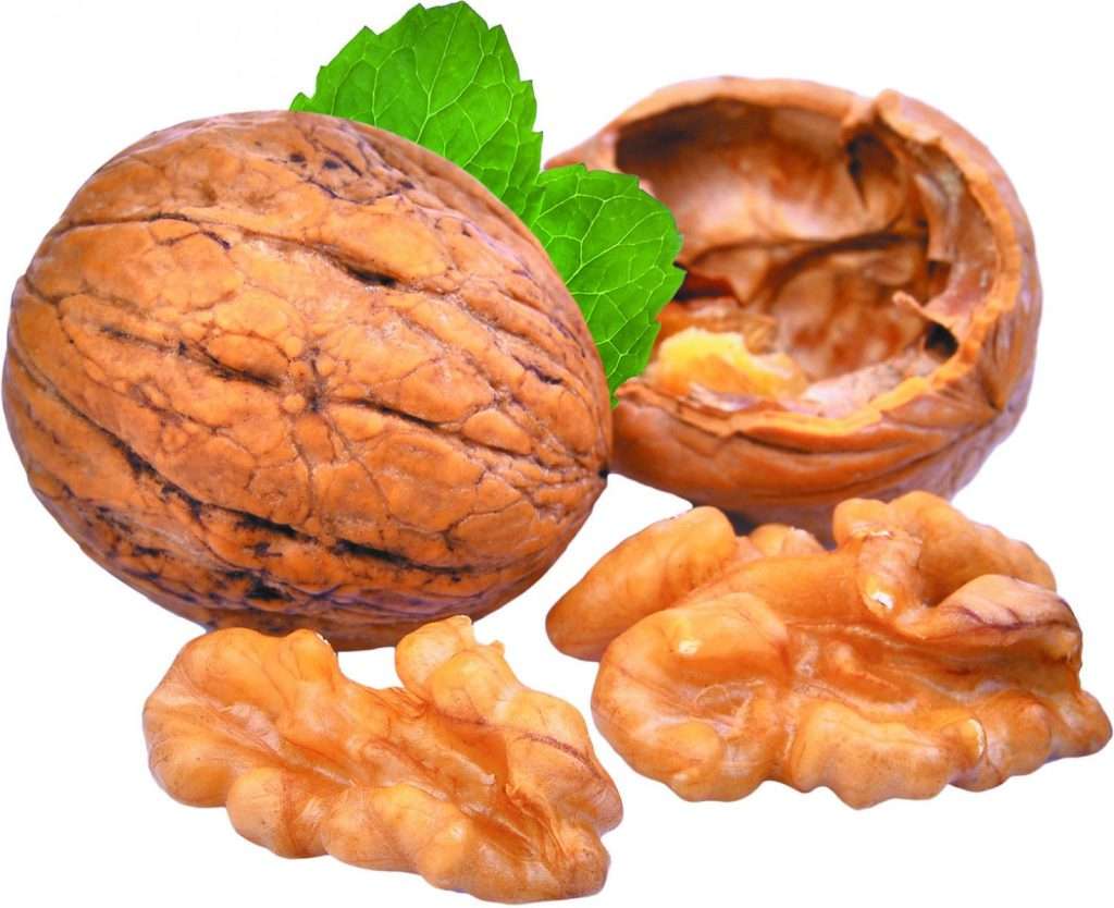 نهال گردو