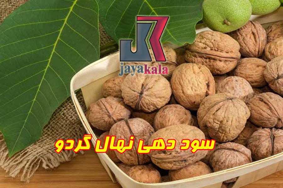 سود دهی نهال گردو