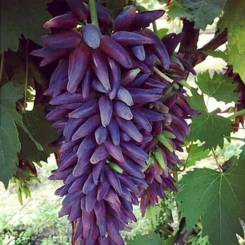 درخت انگور شمشیری1