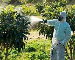 بهره‌وری در باغ‌های گردویی