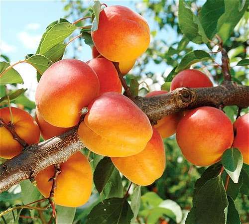 بررسی تخصصی نهال زرد آلو