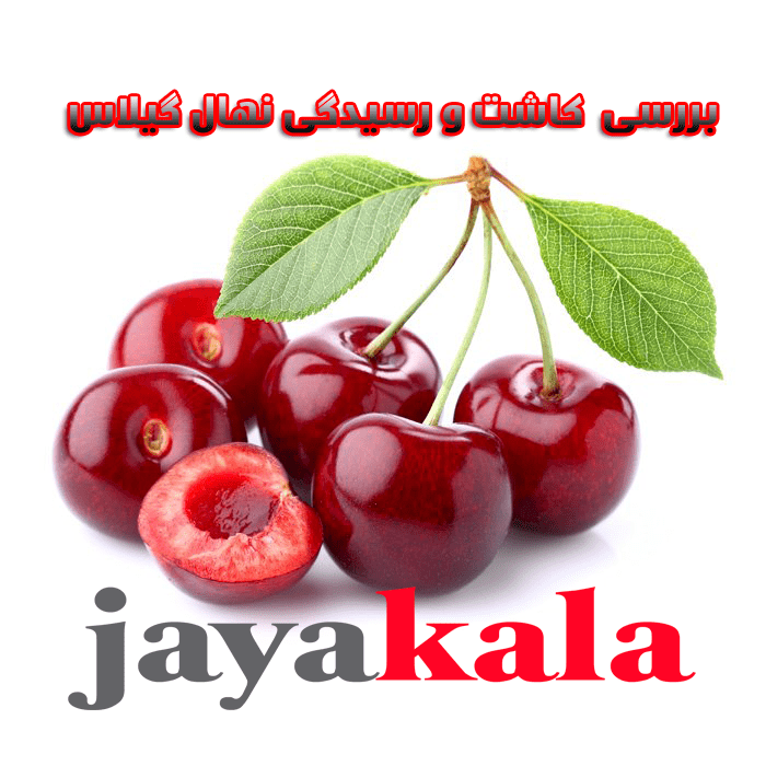 بررسی کاشت و رسیدگی نهال گیلاس