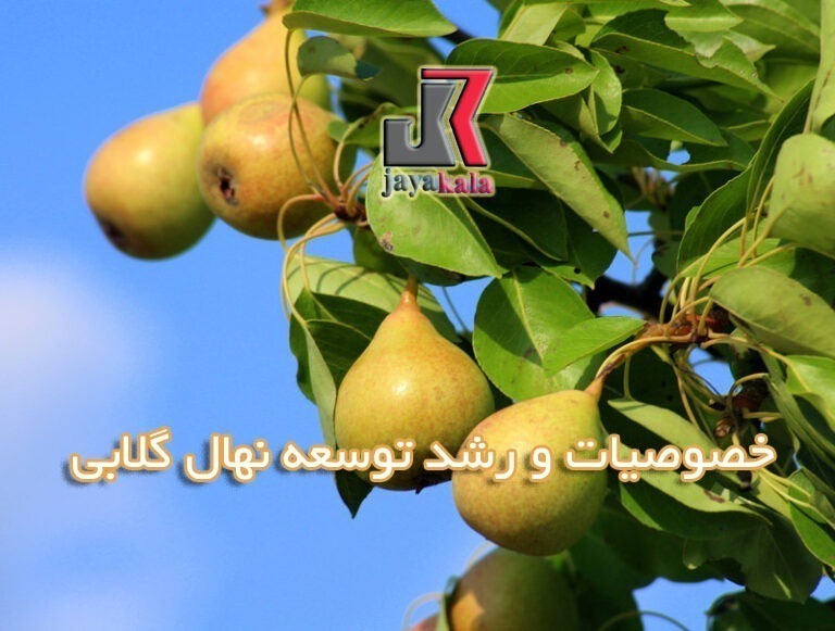 خصوصیات و رشد توسعه نهال گلابی