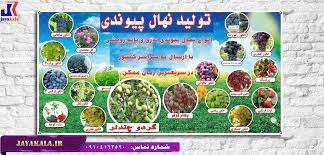 یادگیری های لازم برای خرید نهال