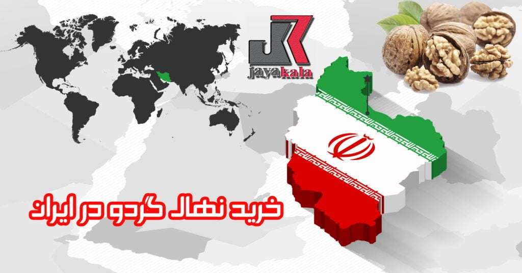 خرید نهال گردو در ایران