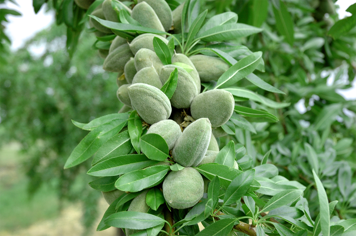 هرآنچه-از-نهال-بادام-آذر-باید-بدانید