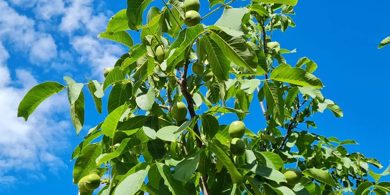 گردو فرانکت