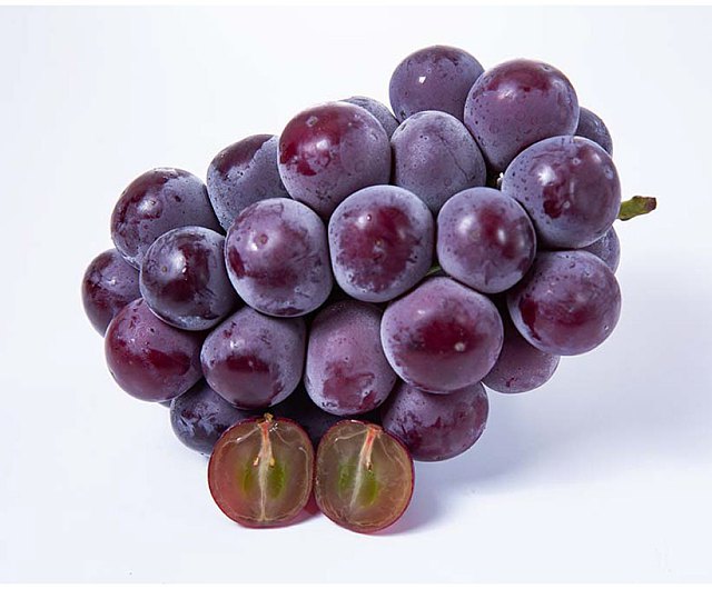 نهال انگور چشم گربه ای