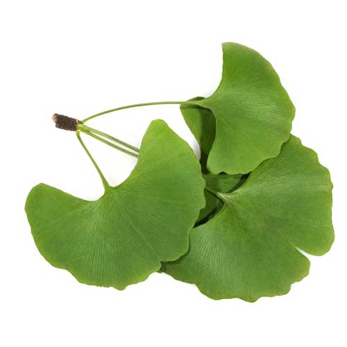 خرید نهال ژینکو