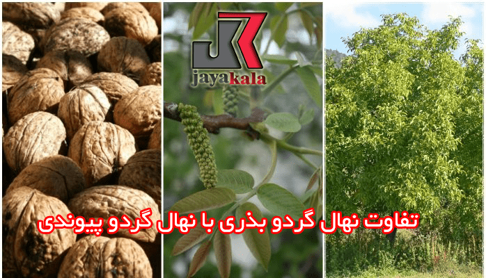 تفاوت نهال گردو بذری با نهال گردو پیوندی