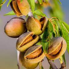 خرید نهال بادام تاجری1