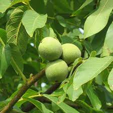 خرید نهال گردو در مناطق سردسیری7