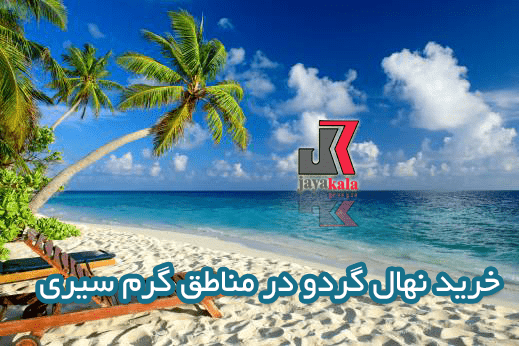 خرید نهال گردو در مناطق گرم سیری