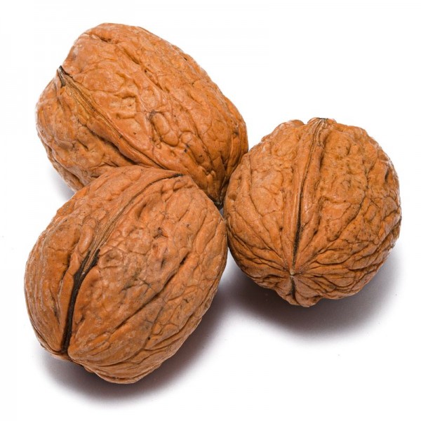 خرید نهال گردو شیلی