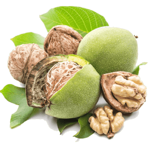 خرید نهال گردو هاوارد