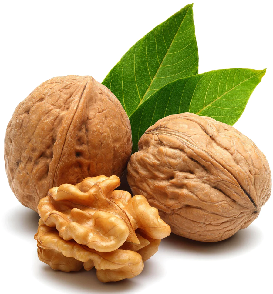 خرید نهال گردو پاریزین
