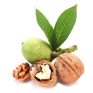 خرید نهال گردو ژنوتیپ برتر تیپ 12