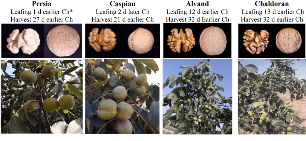 walnut genotype