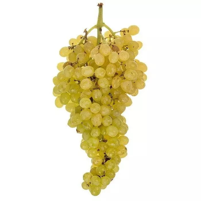 نهال انگور عسگری قرمز و زرد