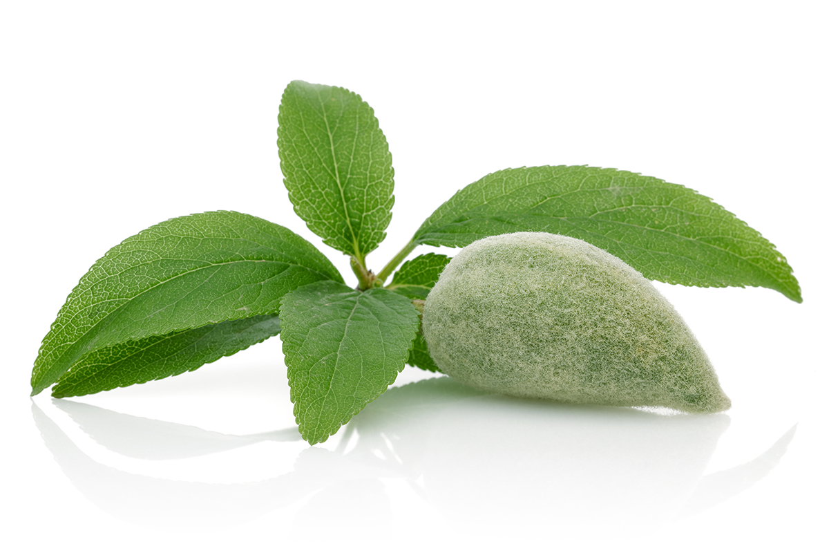 نهال بادام شمشیری