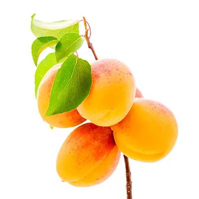 نهال زردآلو رکسانا