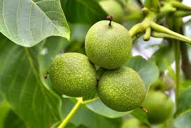 نهال گردو اصلاح شده