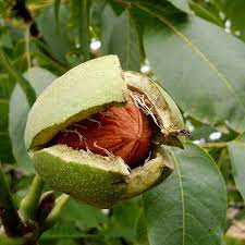 نهال گردو اصلاح شده7