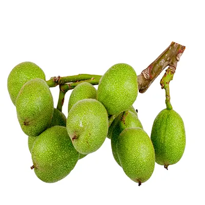 نهال گردو خوشه ای انگوری