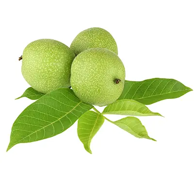نهال گردو روند