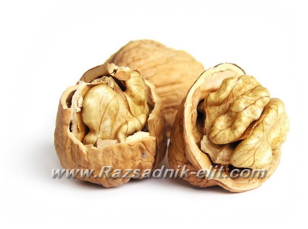 نهال گردو شبین