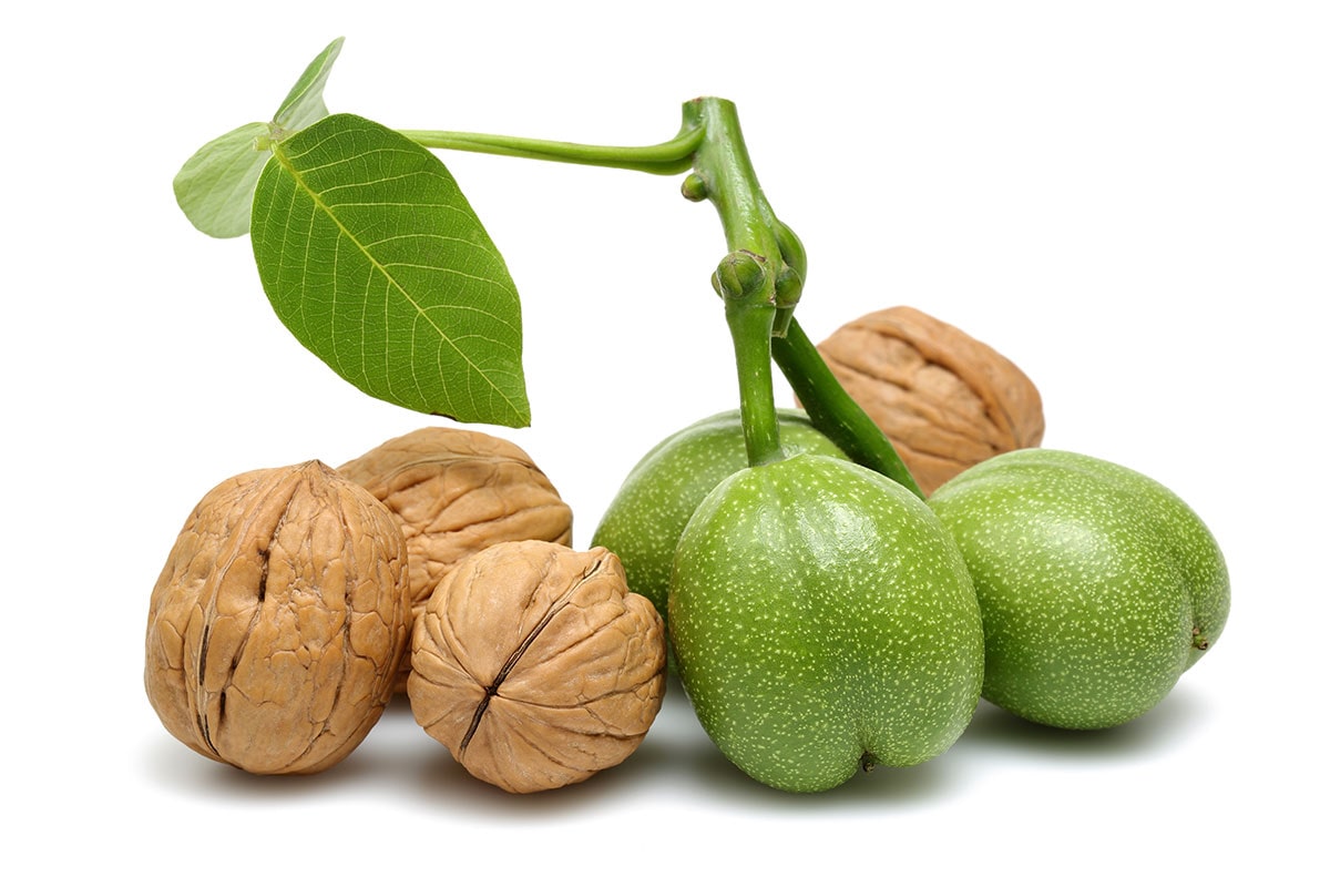 نهال گردو پاریزین