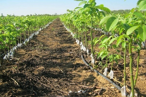نگهداری از نهال