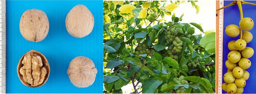 گردو خوشه ای