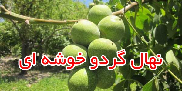 بررسی نهال گردو خوشه ای
