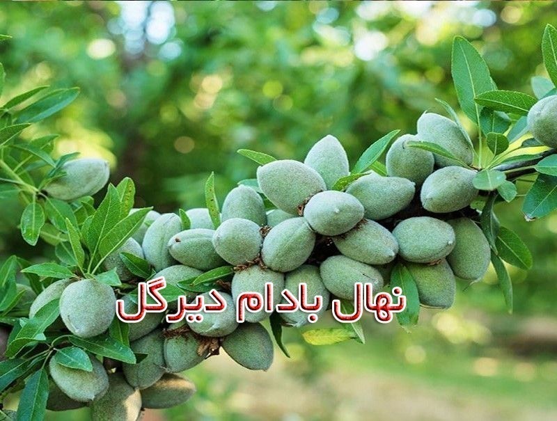 نهال بادام دیرگل