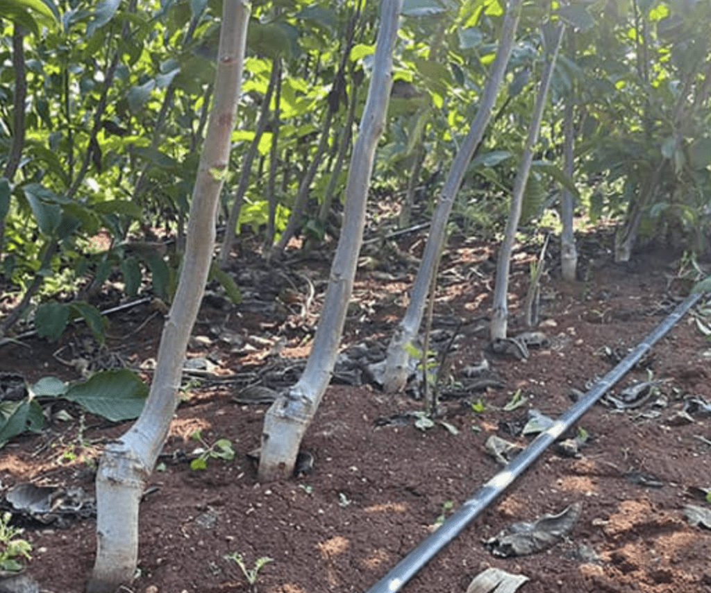 نهال گردو پیوندی